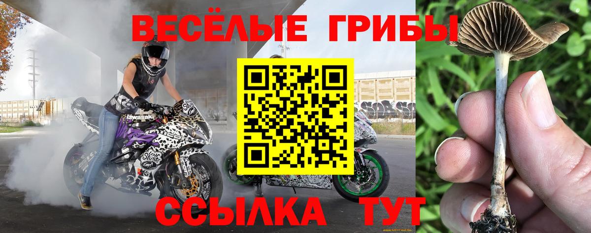 Ртищево  Псилоцибиновые грибы GOLDEN TEACHER  Вход с VPN 
